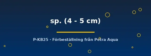 Näsets L029 Hypancistrus mal 4–5 cm