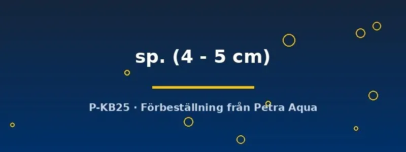 Näsets L029 Hypancistrus mal 4–5 cm