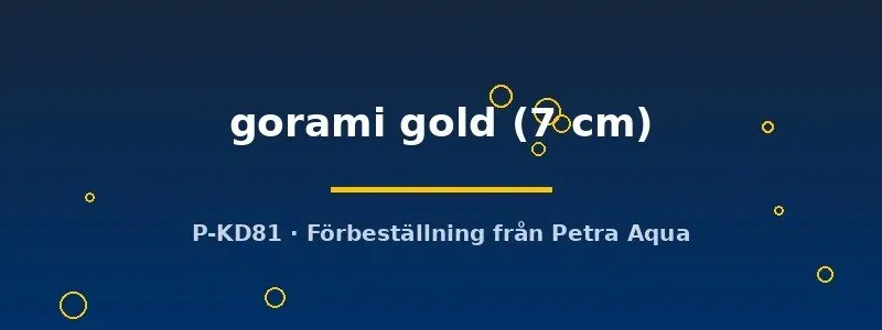 Osphronemus gorami gold akvariefisk 7 cm