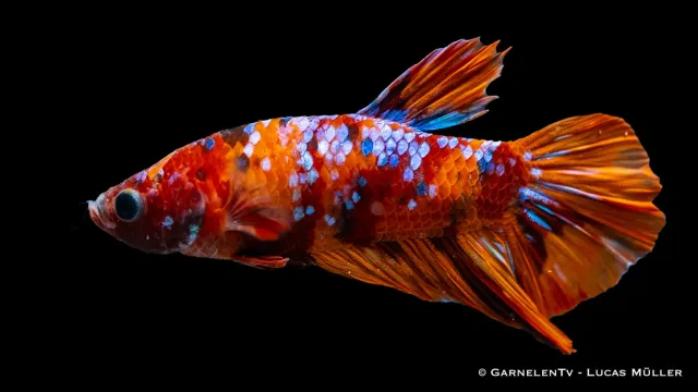 Garnelen TV Koi Plakat kamphane Betta splendens fisk