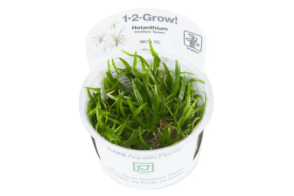 Akvarievalvet Helanthium tenellum Green akvarieväxt