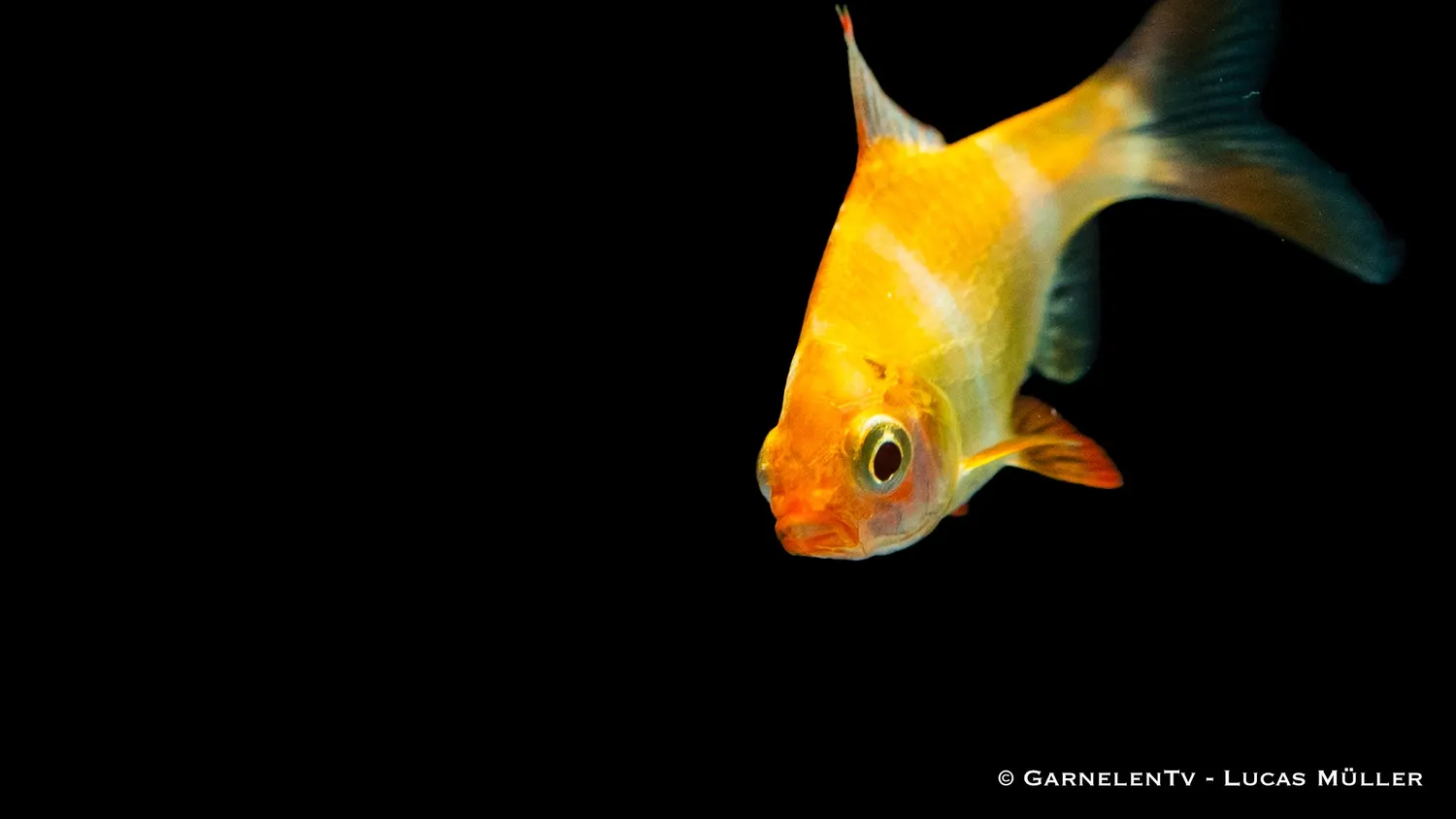 Garnelen TV Sumatrabarb guld XL Puntigrus tetrazona stimfisk