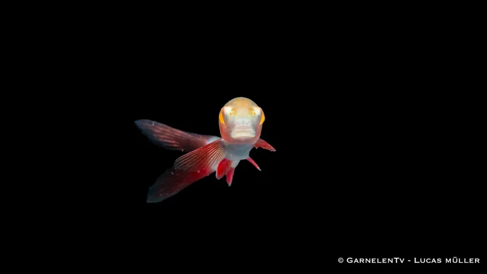 Garnelen TV Fransenlipper Epalzeorhynchos frenatum akvariefisk guld