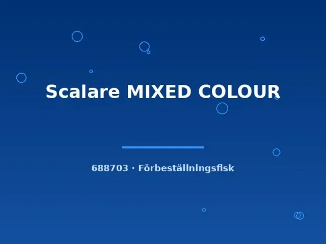 Näsets Ciklidhobby Scalare Mixed Colour skalar md-lg