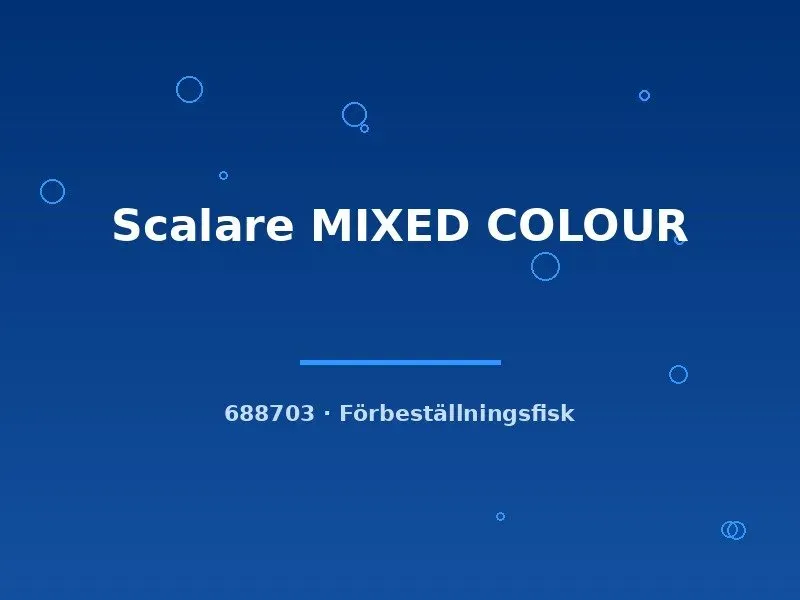 Näsets Ciklidhobby Scalare Mixed Colour skalar md-lg