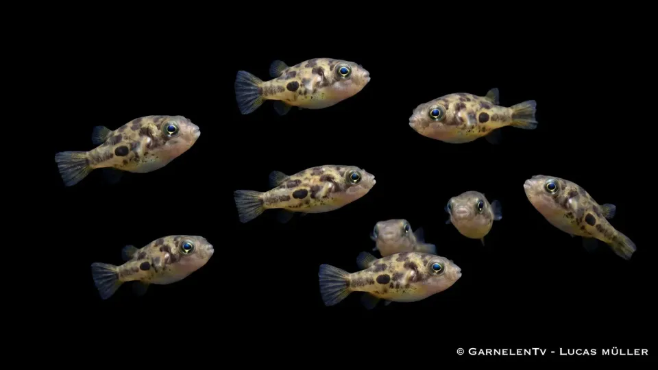 Garnelen TV Ärtkulfisk 8-pack + matsnäckor 10-pack