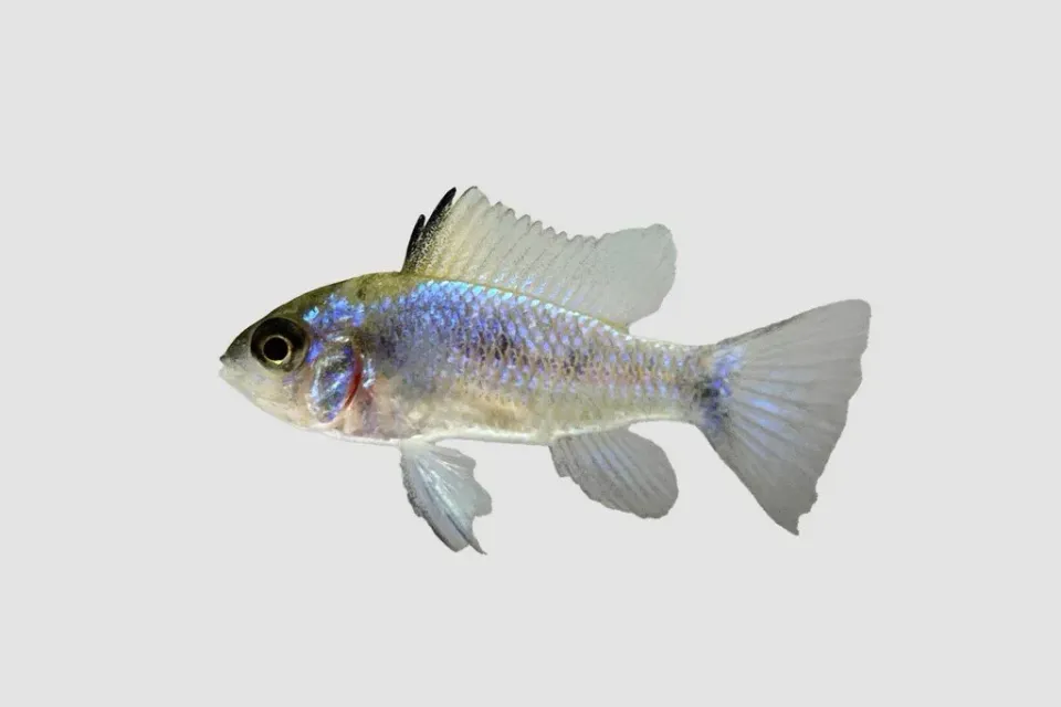 Näsets Ciklidhobby ramirezi electric blue XXL 4,5-5 cm ciklid