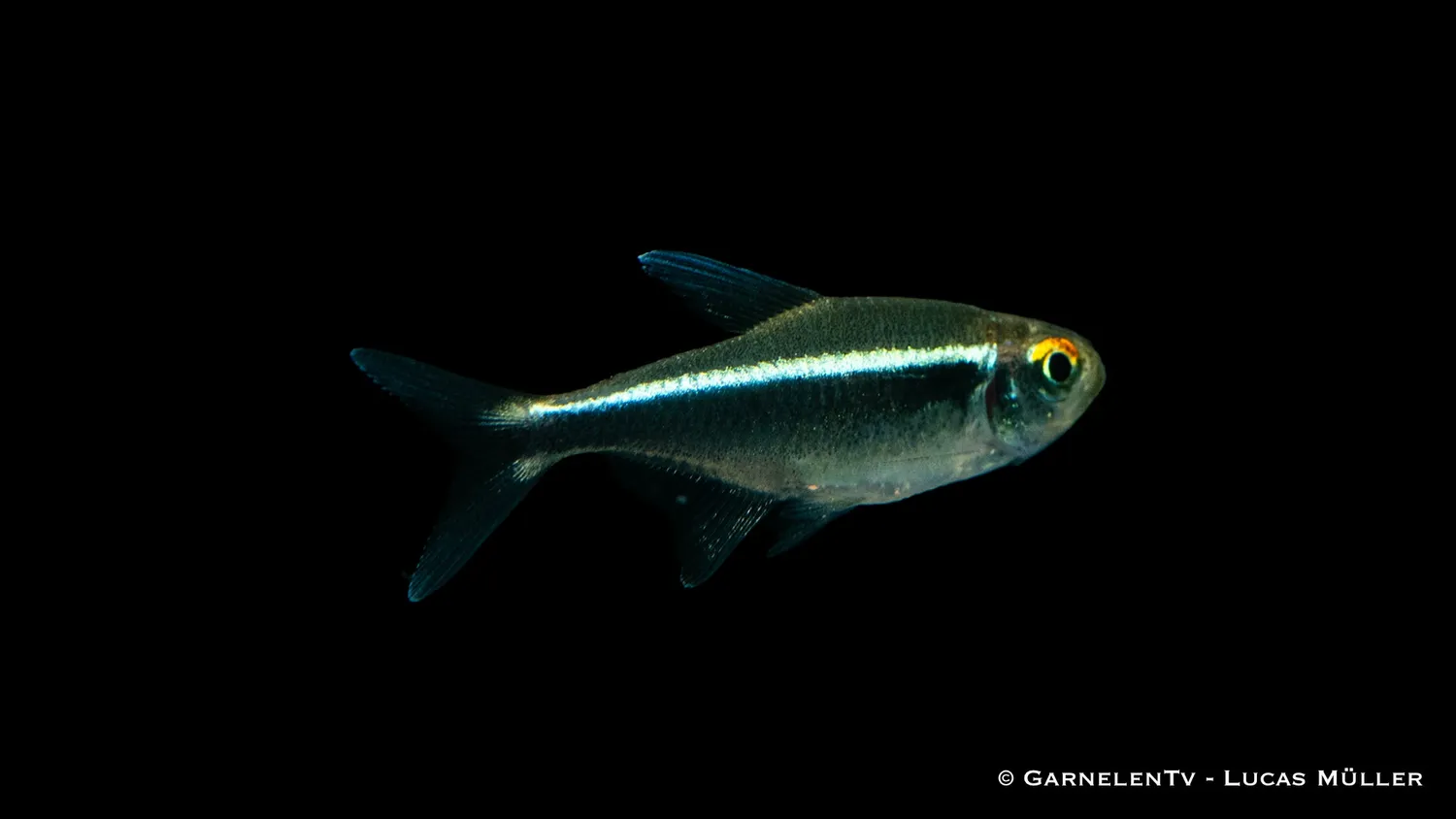 Garnelen TV Schwarzer Neon stimfisk Hyphessobrycon herbertaxelrodi