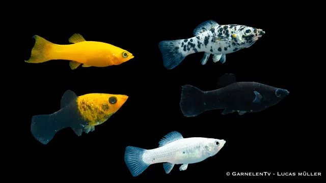 Garnelen TV Molly Mix Poecilia latipinna akvariefisk