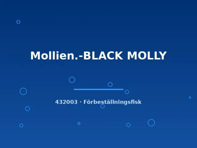 Näsets Ciklidhobby Black Molly stor levandefödare