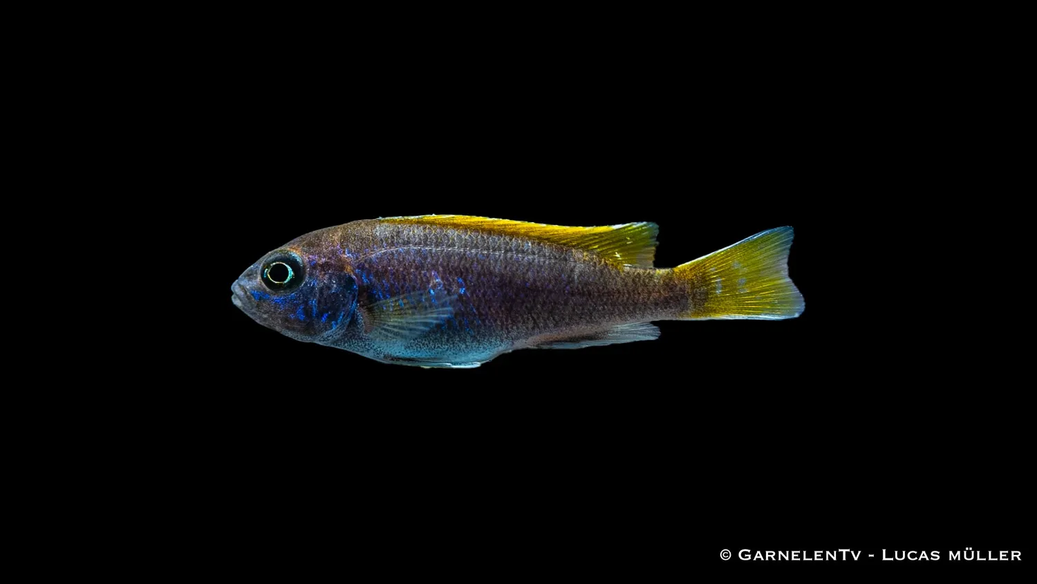 Garnelen TV Acei malawiciklid Pseudotropheus sp. 12 cm