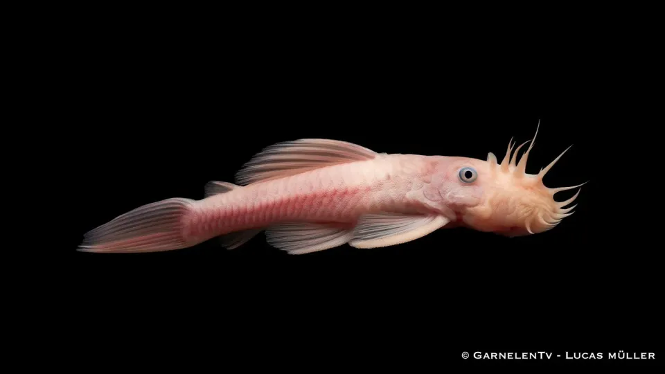 Garnelen TV L144 Ancistrus Snow White antennmal vit
