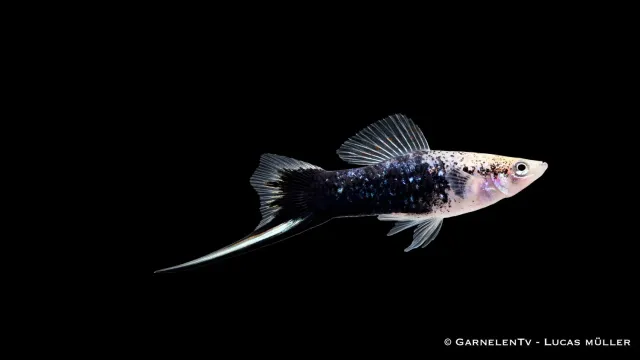 Xiphophorus helleri Gold Tuxedo svärdfisk levande guldsvart