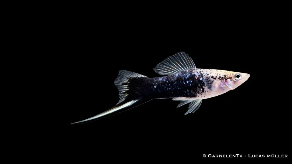 Xiphophorus helleri Gold Tuxedo svärdfisk levande guldsvart