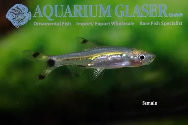 Näsets Ciklidhobby Rasbora spilocerca akvariefisk sm stim