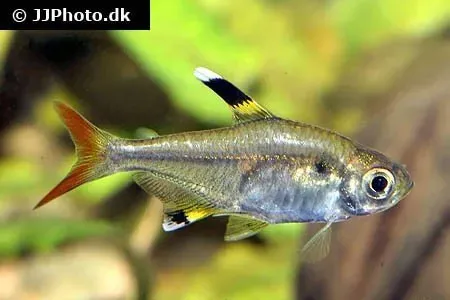 Pristella maxillaris akvariefisk 2,5 cm stimfisk