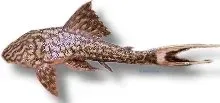 Näsets Ciklidhobby L090 Panaque mal 5,5-7 cm vedätande