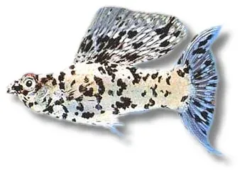 Näsets Ciklidhobby Silver Marble molly akvariefisk 4–5 cm