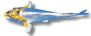 Näsets Ciklidhobby Koi Matsuba dammfisk 45–50 cm nätmönster