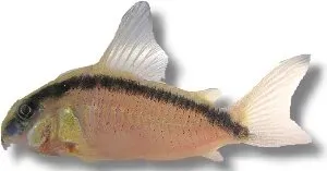 Näsets Ciklidhobby Corydoras arcuatus mal 3–3,5 cm grupp