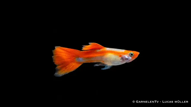 Garnelen TV Koi Kohaku guppy färgguppy röd-vit