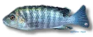 Labidochromis sp. Nkali malawiciklid 4-5 cm