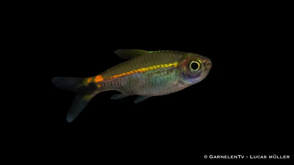 Garnelen TV Grön Neon tetror Hyphessobrycon stim