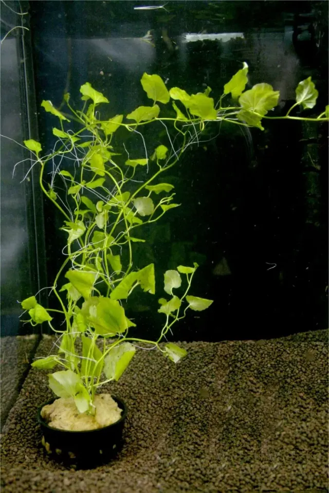 Näsets Ciklidhobby Cardamine lyrata akvarieväxt Easy5