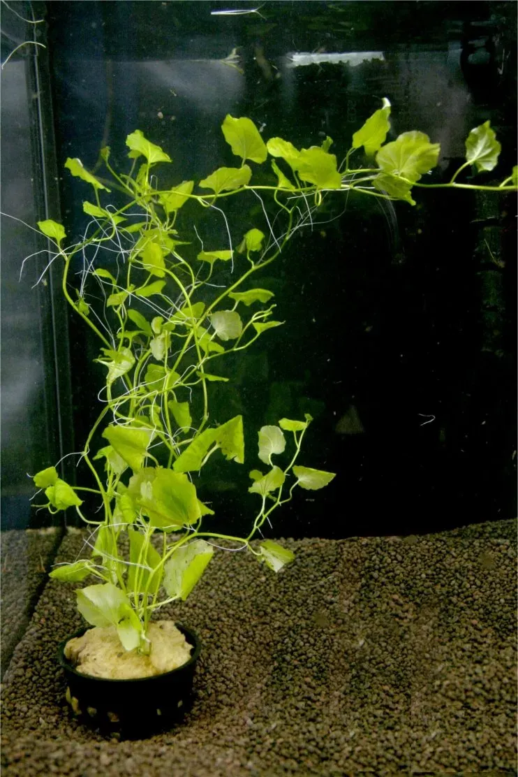 Näsets Ciklidhobby Cardamine lyrata akvarieväxt Easy5
