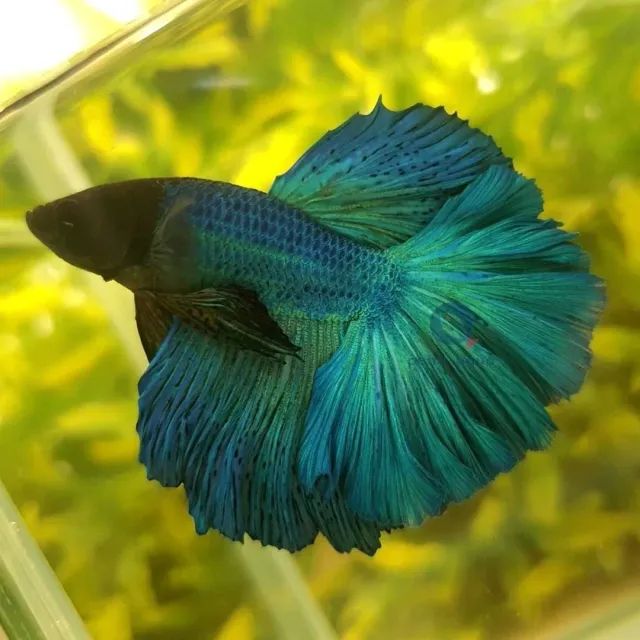 Näsets Ciklidhobby Betta spl. male Halfmoon green kampfisk XL