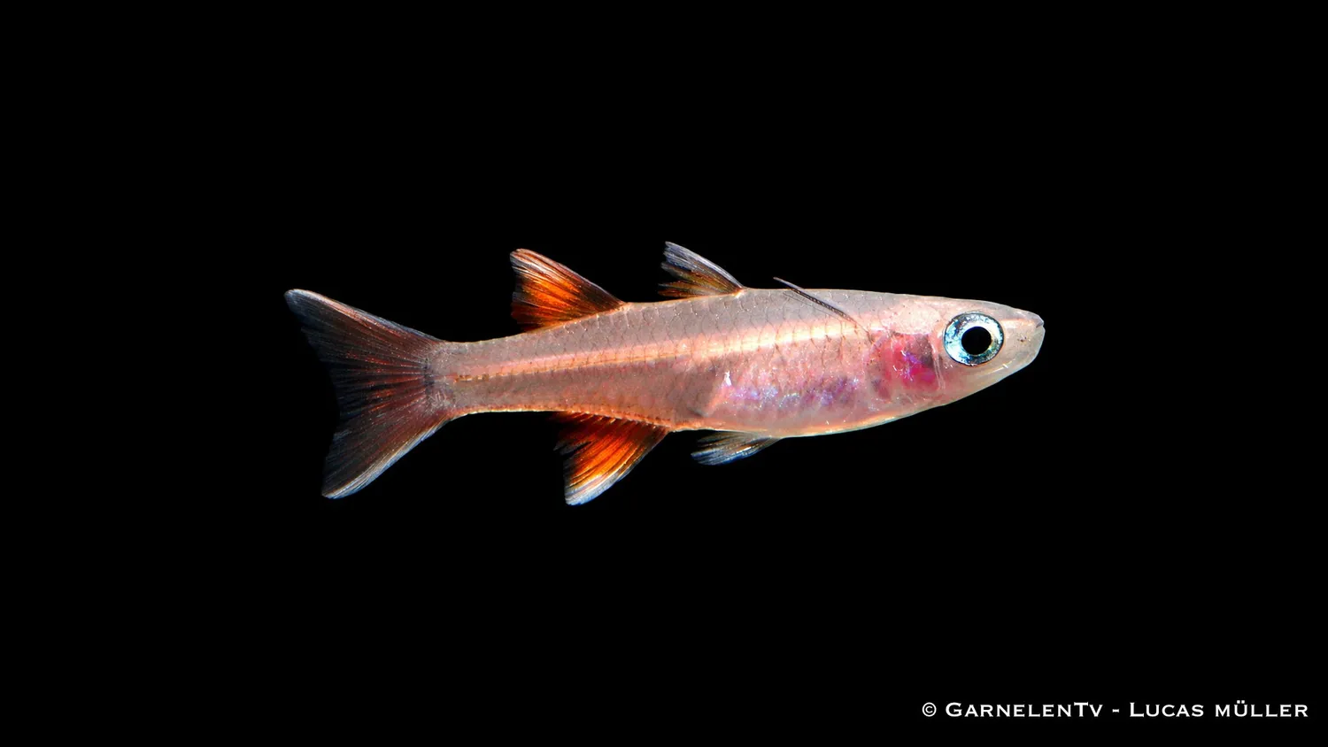 Garnelen TV Pseudomugil signifer stimfisk