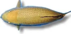Näsets Ciklidhobby Koi Chagoi 8–11 cm dammfisk