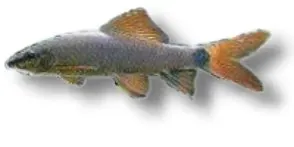 Näsets Ciklidhobby Labeo frenatus hajfisk 4–6 cm rödfenad