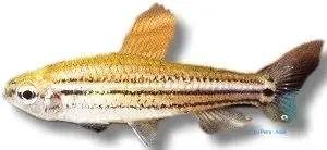 Neolebias trilineatus three-lined tetra 3–4 cm stimfisk