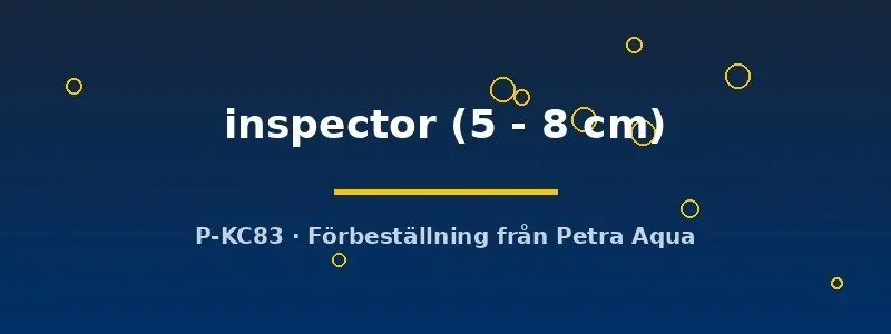 Näsets Ciklidhobby L201 Hypancistrus inspector mal 5–8 cm