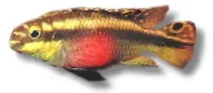Näsets Ciklidhobby Pelvicachromis pulcher ciklid 5–7 cm nybörjare