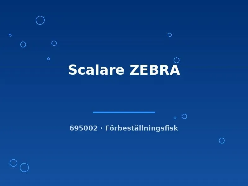 Näsets Ciklidhobby Scalare Zebra akvariefisk md sötvatten