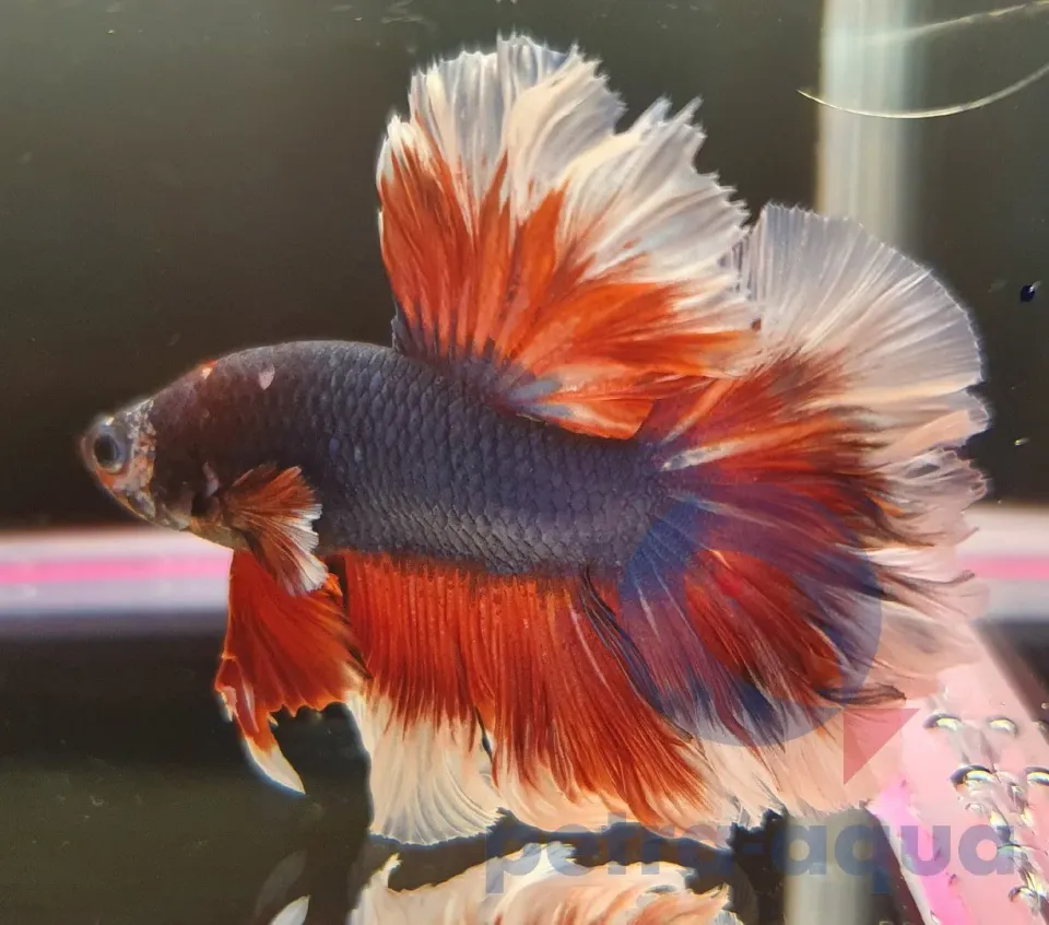 Näsets Ciklidhobby Betta spl. halfmoon butterfly kampfisk hane L