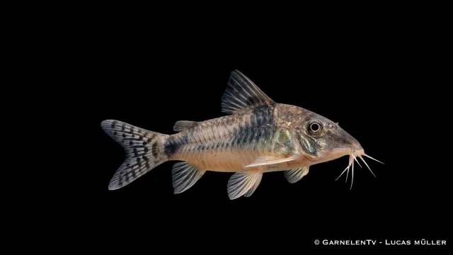 Garnelen TV Corydoras septentrionalis pansarmal