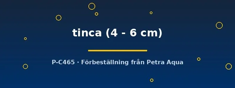 Näsets Ciklidhobby Tinca tinca sutare akvariefisk 4–6 cm tålig