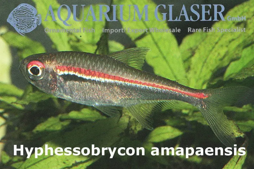 Hyphessobrycon amapaensis tetra md-lg