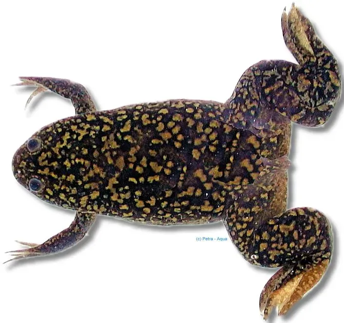 Näsets Ciklidhobby Xenopus laevis klogroda 4–5 cm vattenlevande