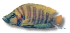 Näsets Ciklidhobby Compressed Cichlid 3,5-4,5 cm tanganyika