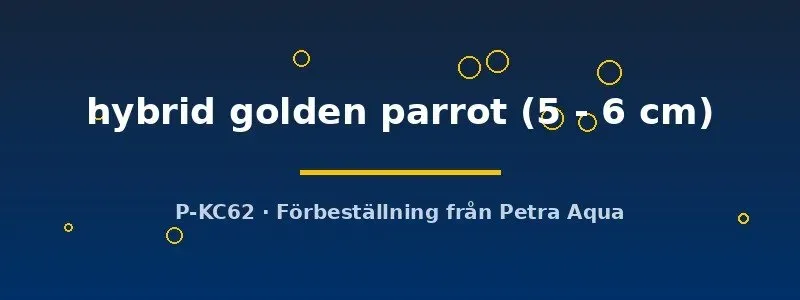 Näsets Ciklidhobby Golden Parrot ciklid 5–6 cm gul