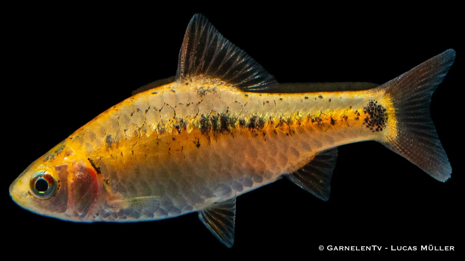 Garnelen TV brokatbarb barbodes semifasciolatus stimfisk