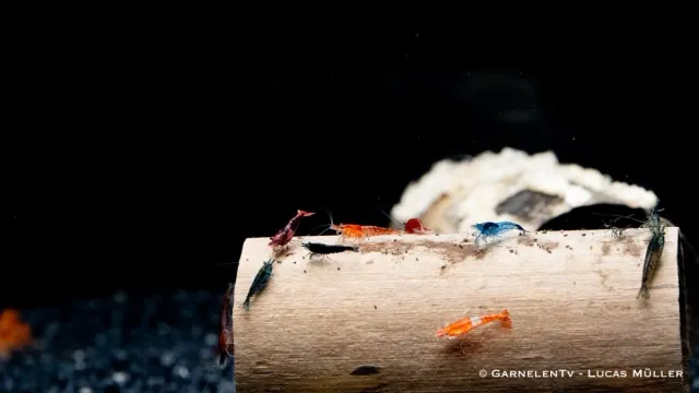 Garnelen TV Neocaridina räkmix akvarieräkor blandade