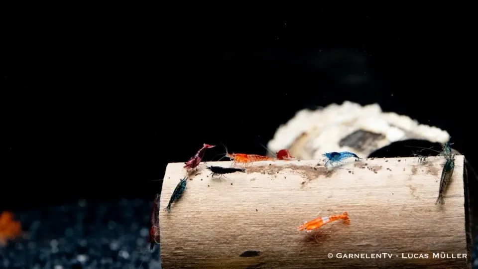 Garnelen TV Neocaridina räkmix akvarieräkor blandade