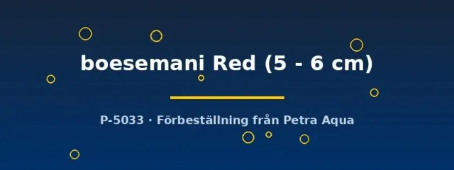 Näsets Ciklidhobby Boesemani red regnbågsfisk 5–6 cm