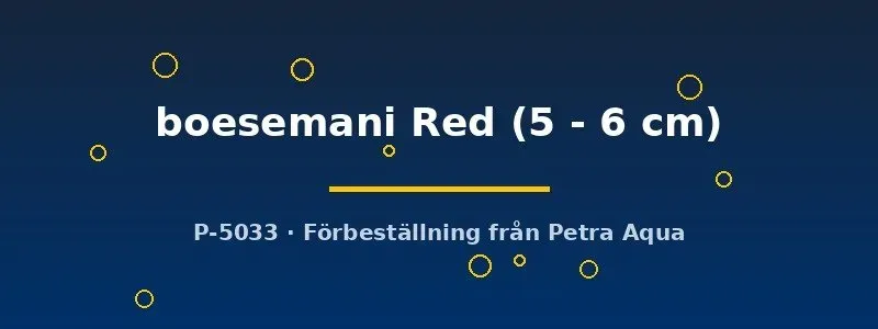 Näsets Ciklidhobby Boesemani red regnbågsfisk 5–6 cm