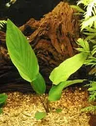 Näsets Ciklidhobby Anubias gigantea akvarieväxt pot tålig